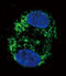 CPT1 antibody, abx031620, Abbexa, Immunofluorescence image 