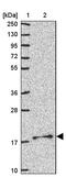 Mitochondrial Ribosomal Protein S11 antibody, PA5-62175, Invitrogen Antibodies, Western Blot image 