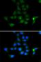 Tyrosine Aminotransferase antibody, orb247615, Biorbyt, Immunofluorescence image 