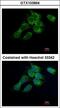 HSD17B4 antibody, LS-C185569, Lifespan Biosciences, Immunocytochemistry image 