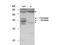 Bridging Integrator 1 antibody, TA319581, Origene, Western Blot image 