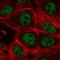 Pecanex 1 antibody, HPA053532, Atlas Antibodies, Immunofluorescence image 