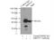 Mitochondrial Ribosomal Protein S27 antibody, 17280-1-AP, Proteintech Group, Immunoprecipitation image 