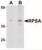 Ribosomal Protein SA antibody, NBP2-41246, Novus Biologicals, Western Blot image 