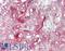 Neurexophilin 1 antibody, LS-B8570, Lifespan Biosciences, Immunohistochemistry paraffin image 