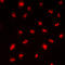Chromodomain Y Like 2 antibody, LS-C353626, Lifespan Biosciences, Immunofluorescence image 