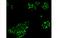 KI-67 antibody, 11-5699-41, Invitrogen Antibodies, Immunofluorescence image 