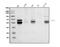 Myocyte Enhancer Factor 2C antibody, A01131-1, Boster Biological Technology, Western Blot image 