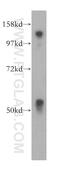 hMOF antibody, 13842-1-AP, Proteintech Group, Western Blot image 