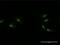 Mediator Complex Subunit 4 antibody, H00029079-M01, Novus Biologicals, Immunofluorescence image 