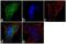 5-Hydroxytryptamine Receptor 2C antibody, 720264, Invitrogen Antibodies, Immunofluorescence image 