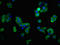 Solute Carrier Family 1 Member 2 antibody, LS-C670148, Lifespan Biosciences, Immunofluorescence image 