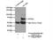 Glyoxylate Reductase 1 Homolog antibody, 14833-1-AP, Proteintech Group, Immunoprecipitation image 