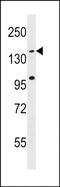 Coiled-coil domain-containing protein 144C antibody, PA5-49087, Invitrogen Antibodies, Western Blot image 