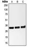 Nanog Homeobox Retrogene P8 antibody, MBS821635, MyBioSource, Western Blot image 