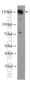 Protein timeless homolog antibody, 14421-1-AP, Proteintech Group, Western Blot image 