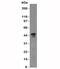 CD63 Molecule antibody, 34-190, ProSci, Western Blot image 