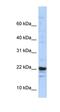 KIAA0040 antibody, orb324779, Biorbyt, Western Blot image 