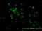 Kruppel Like Factor 11 antibody, LS-B5433, Lifespan Biosciences, Immunofluorescence image 