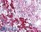 RPA Interacting Protein antibody, LS-B1396, Lifespan Biosciences, Immunohistochemistry frozen image 