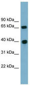 Cyclin J antibody, TA344819, Origene, Western Blot image 