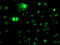N-Acyl Phosphatidylethanolamine Phospholipase D antibody, LS-C173483, Lifespan Biosciences, Immunofluorescence image 