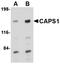 Calcium Dependent Secretion Activator antibody, orb74974, Biorbyt, Western Blot image 
