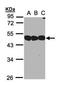 NSFL1 Cofactor antibody, orb69677, Biorbyt, Western Blot image 