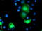Translocase Of Outer Mitochondrial Membrane 34 antibody, TA503182, Origene, Immunofluorescence image 