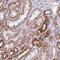 Pancreatic Lipase Related Protein 3 antibody, HPA046202, Atlas Antibodies, Immunohistochemistry frozen image 