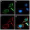 Gap Junction Protein Delta 2 antibody, 710225, Invitrogen Antibodies, Immunofluorescence image 