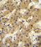 Apolipoprotein F antibody, 55-039, ProSci, Immunohistochemistry frozen image 