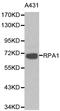 Replication protein A 70 kDa DNA-binding subunit antibody, LS-C192315, Lifespan Biosciences, Western Blot image 