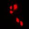 RPA-interacting protein antibody, orb74788, Biorbyt, Immunofluorescence image 
