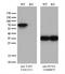 Yes Associated Protein 1 antibody, TA813311, Origene, Western Blot image 