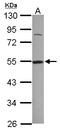 DExD-Box Helicase 39A antibody, LS-B10959, Lifespan Biosciences, Western Blot image 