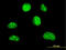 HLF Transcription Factor, PAR BZIP Family Member antibody, LS-C197418, Lifespan Biosciences, Immunofluorescence image 