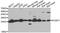 Protein-L-Isoaspartate (D-Aspartate) O-Methyltransferase antibody, A04579, Boster Biological Technology, Western Blot image 