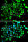 Probable DNA dC->dU-editing enzyme APOBEC-3C antibody, A5877, ABclonal Technology, Immunofluorescence image 