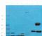 POLQ antibody, orb385434, Biorbyt, Western Blot image 