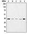GAPDH antibody, LS-C352275, Lifespan Biosciences, Western Blot image 