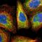 ERLIN2 antibody, HPA002025, Atlas Antibodies, Immunofluorescence image 