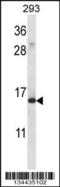 Ribosomal Protein S19 antibody, 57-801, ProSci, Western Blot image 