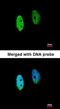 DENN Domain Containing 1B antibody, orb73657, Biorbyt, Immunocytochemistry image 