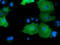 DnaJ Heat Shock Protein Family (Hsp40) Member A2 antibody, LS-C115612, Lifespan Biosciences, Immunofluorescence image 