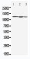 Eukaryotic translation initiation factor 3 subunit B antibody, LS-C313156, Lifespan Biosciences, Western Blot image 