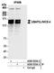 Ubiquitin Associated Protein 2 Like antibody, A300-533A, Bethyl Labs, Immunoprecipitation image 