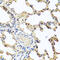 Prolactin-inducible protein antibody, abx004889, Abbexa, Western Blot image 