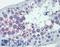 DLG Associated Protein 5 antibody, LS-B5972, Lifespan Biosciences, Immunohistochemistry frozen image 