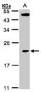 TP53RK Binding Protein antibody, NBP1-31618, Novus Biologicals, Western Blot image 